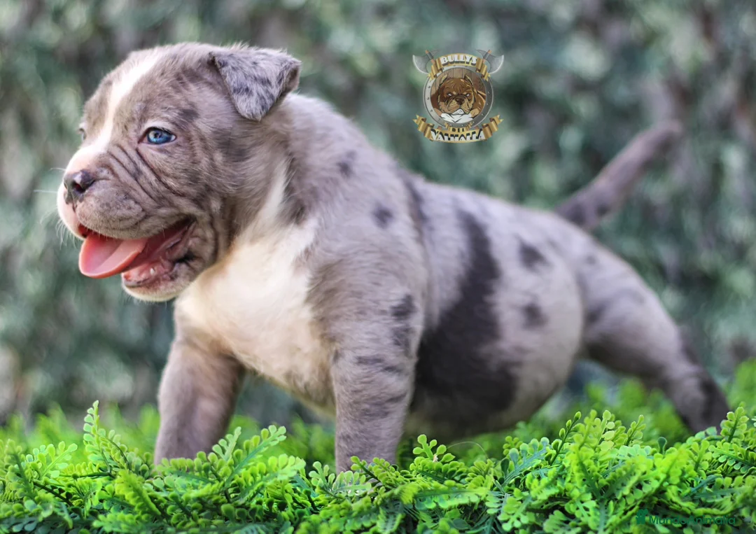 American Bully perros en venta: CRIA PROFESIONAL AMERICAN BULLY  622 41 47 93 en Sevilla - Anuncio 2