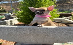 Chihuahua perros en venta: Chihuahua Hembra Disponible  - Imagen 5