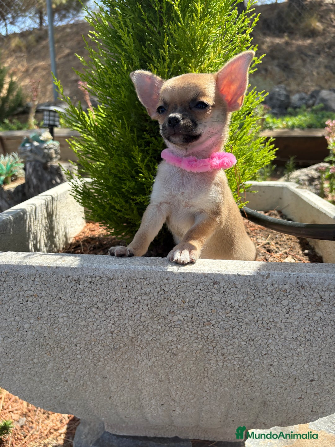 Chihuahua perros en venta: Chihuahua Hembra Disponible  - Imagen 5
