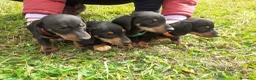 Teckel perros en venta: Preciosos Teckel negro fuego  - Anuncio 2