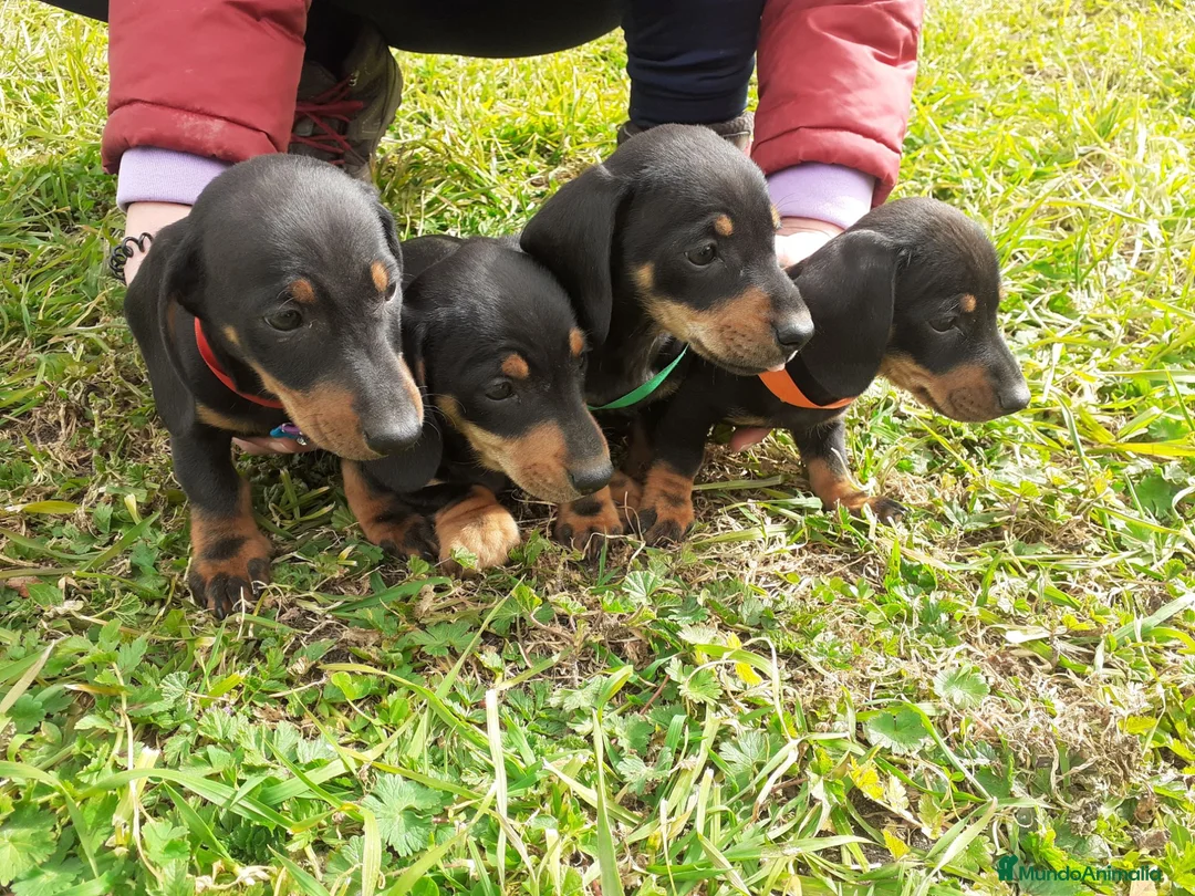 Teckel perros en venta: Preciosos Teckel negro fuego  - Anuncio 2