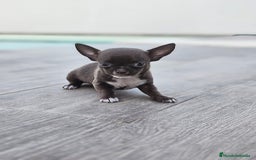 Chihuahua perros en venta: CHIHUAHUA HEMBRA - Imagen 4