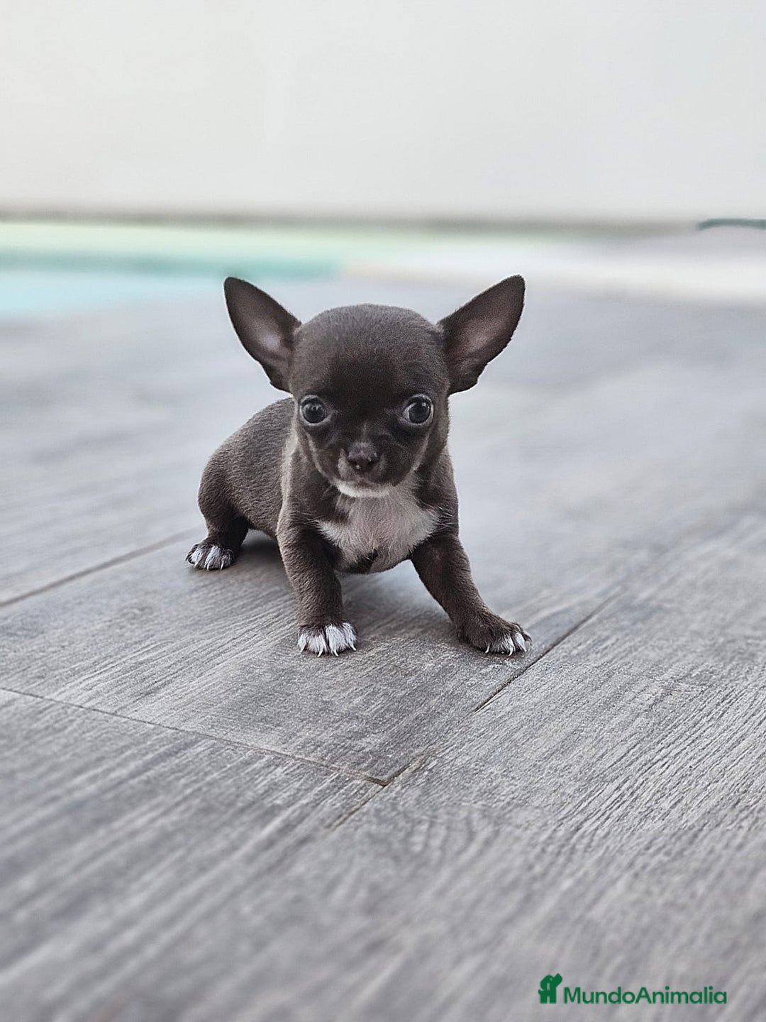 Chihuahua perros en venta: CHIHUAHUA HEMBRA - Imagen 4
