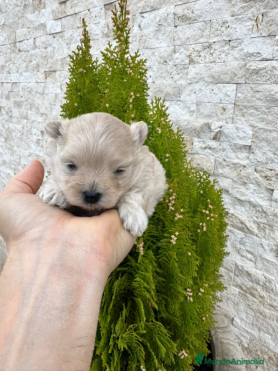 Pomapoo perros en venta: Pomapoo - Anuncio 2