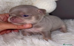 Chihuahua perros en venta: PRECIOSA CHIHUAHUA LINEA RUSA CABEZA DE MANZANA - Imagen 1