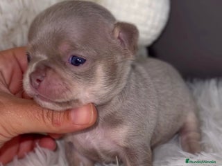 Chihuahua perros - Anuncio 6