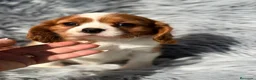 Cavalier King Charles Spaniel perros en venta: Macho cavalier  - Anuncio 1