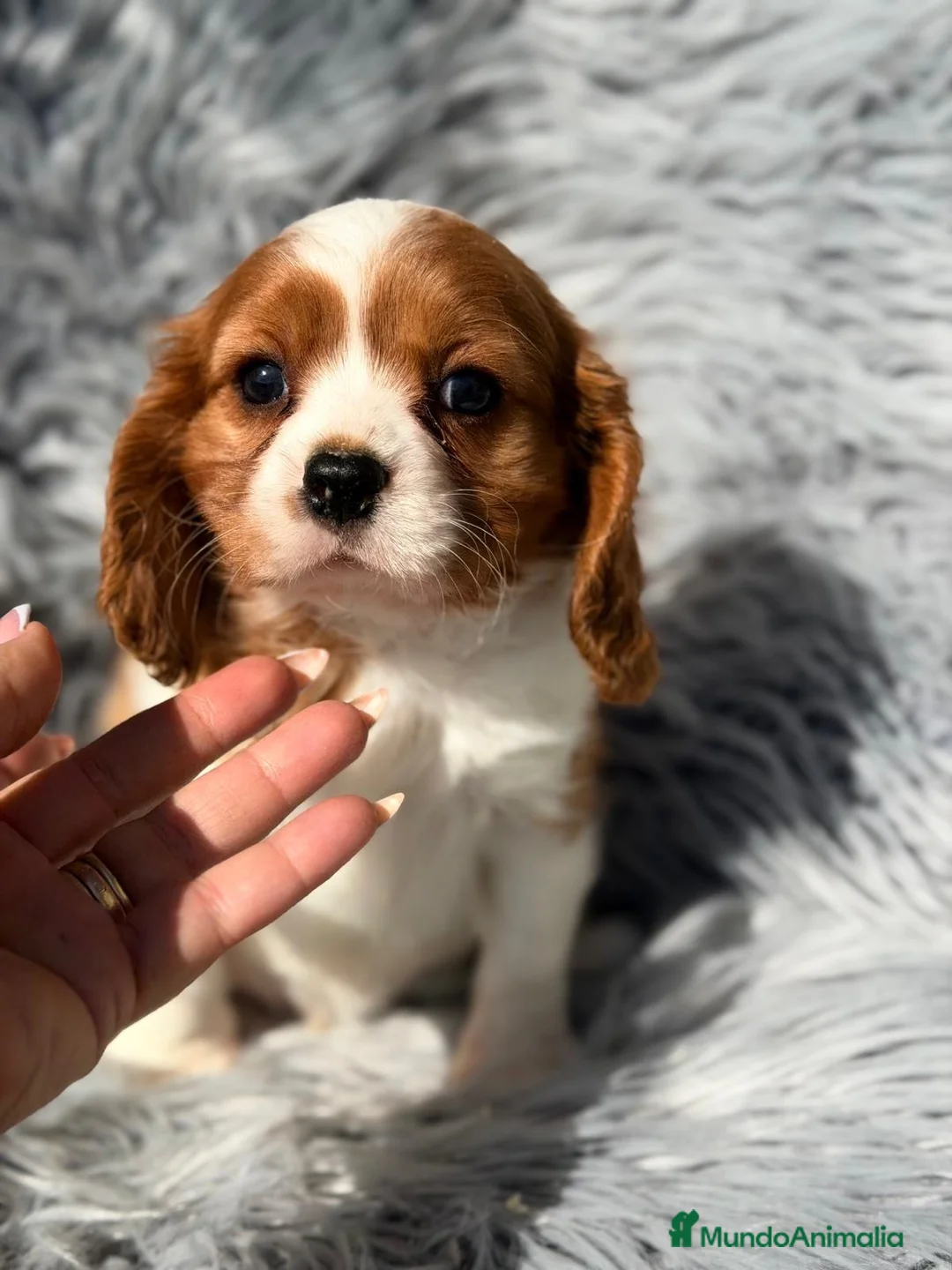 Cavalier King Charles Spaniel perros en venta: Macho cavalier  - Anuncio 1