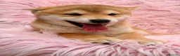 Shiba Inu perros en venta: Shiba Inu rojo y tricolor  - Anuncio 18