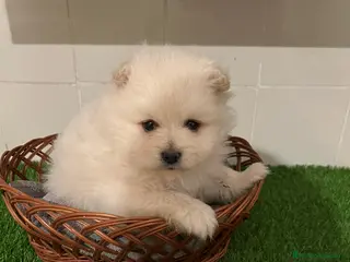 Pomerania perros POMERANIA TOY 🐩 - Anuncio 1