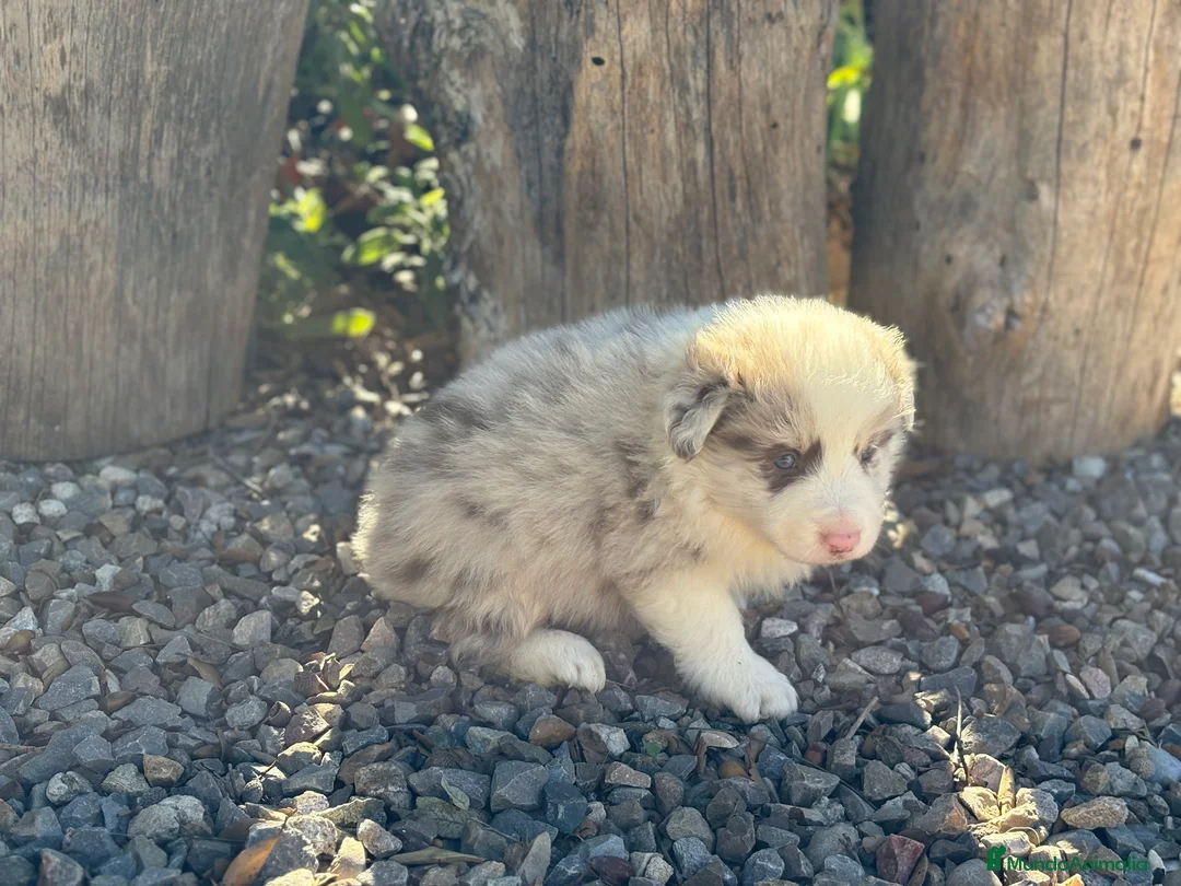 Border Collie perros en venta: 🐾🐾🐾 Border Collie Exclusivos 🐾🐾🐾 - Anuncio 6