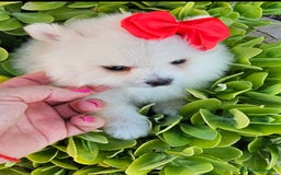 Pomerania perros en venta: Preciosa cachorrita Pomerania  - Imagen 1
