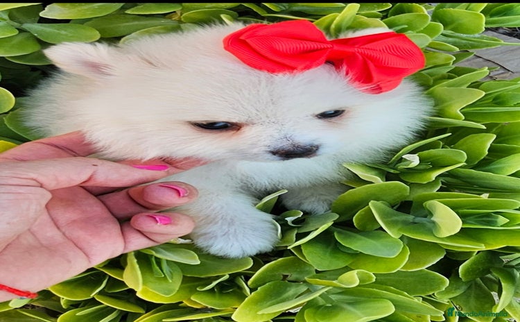 Pomerania perros - Propaganda 4