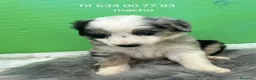 Border Collie perros en venta: Excelente cachorra border collie  - Anuncio 1