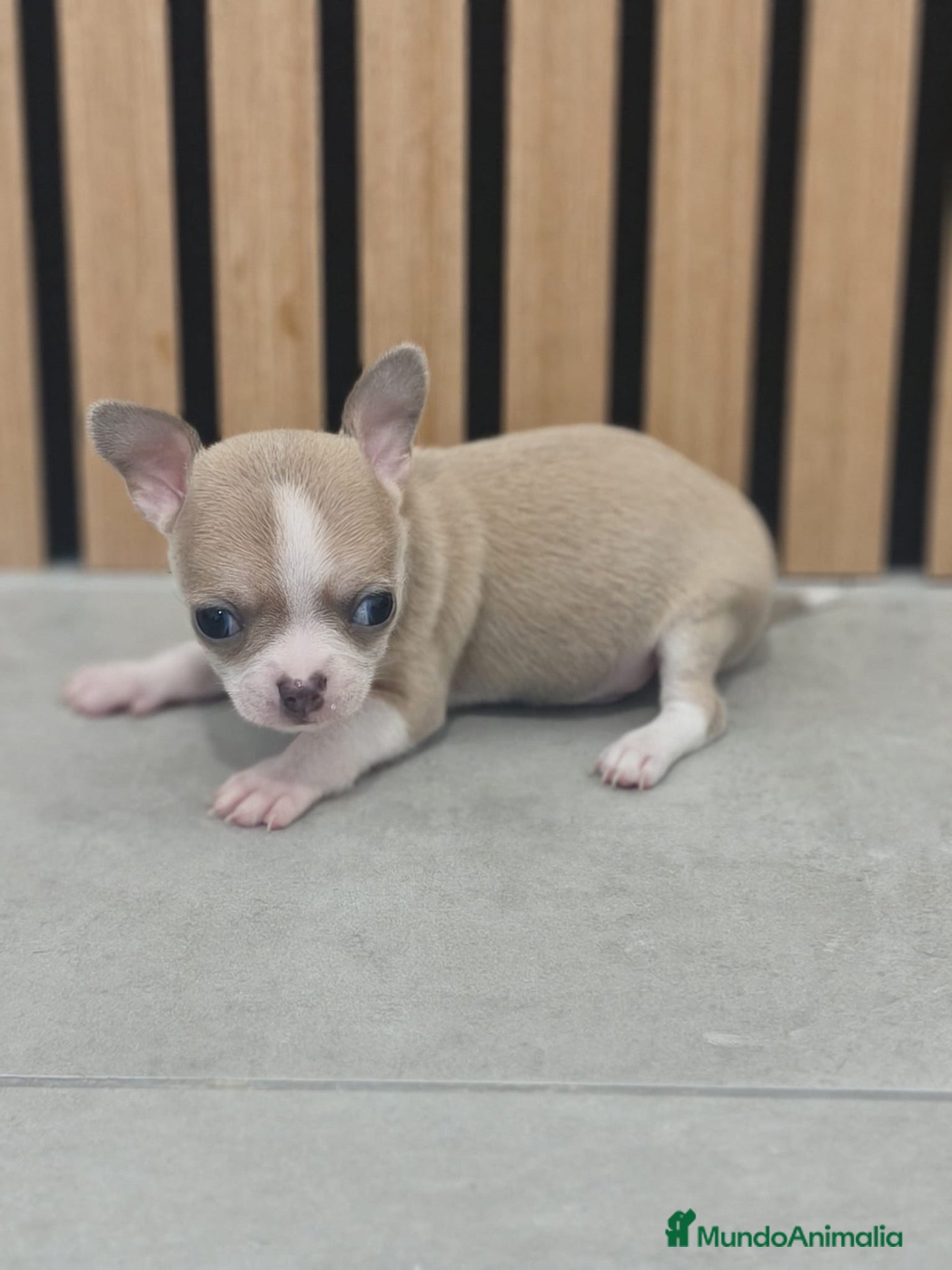 Chihuahua perros en venta: Chihuahua toy - Anuncio 2