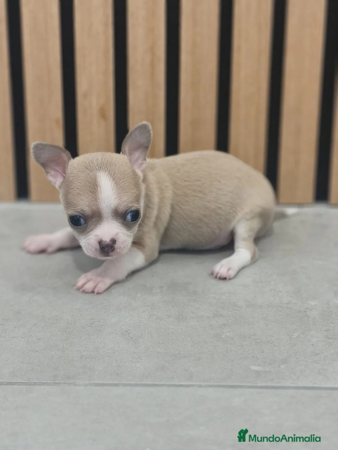 Chihuahua perros en venta: Chihuahua toy en Valencia - Anuncio 1