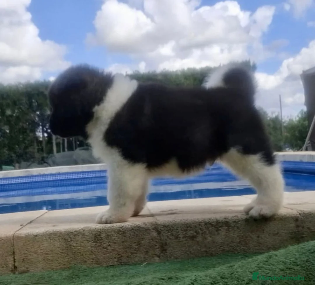 Akita Inu perros en venta: Akita Inu  - Anuncio 2