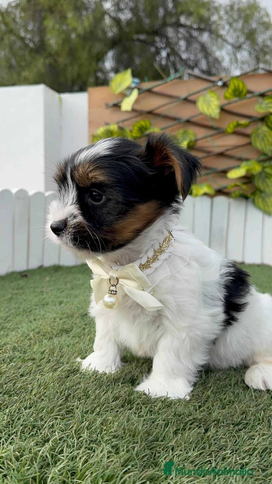 Yorkshire Terrier perros en venta: YORKSHIRE BIEWER  - Anuncio 7