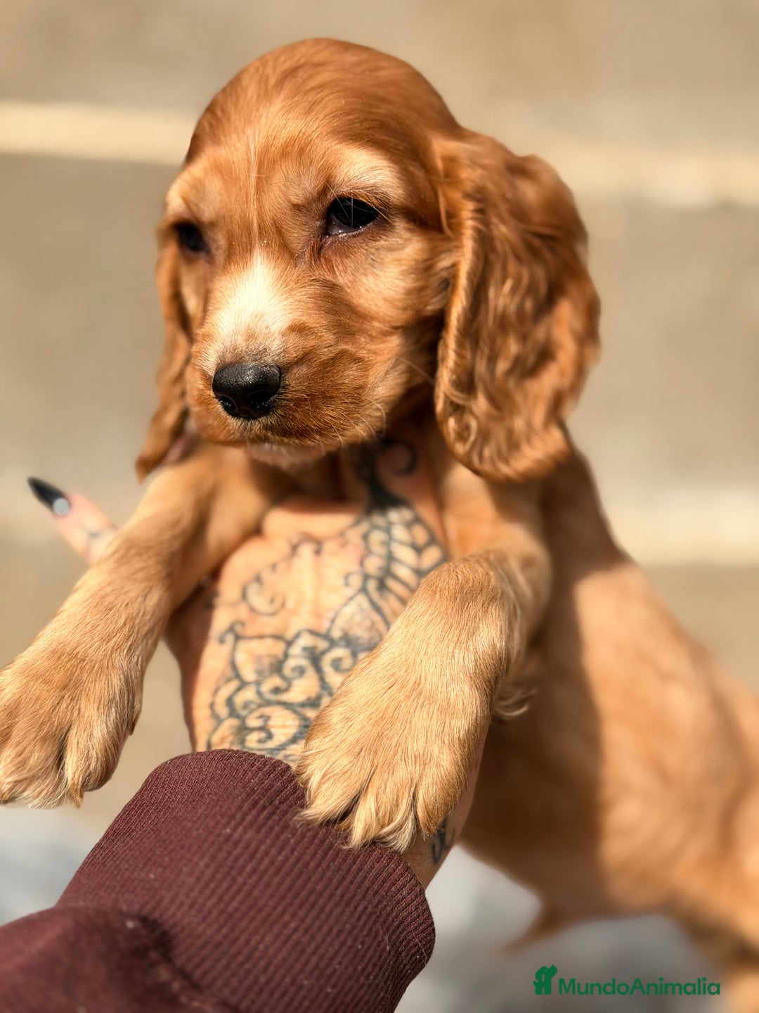 Cocker Spaniel Inglés perros en venta: Cocker Ingles dorado - Anuncio 4
