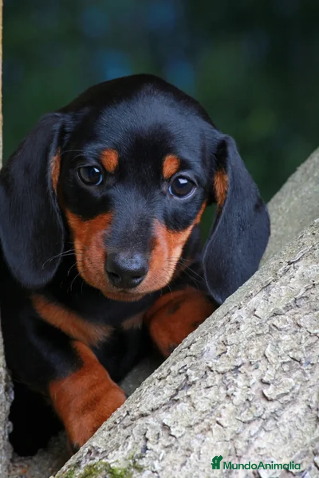 Teckel Miniatura perros en venta: TECKEL MINIATURA PRECIOSOS  - Anuncio 5