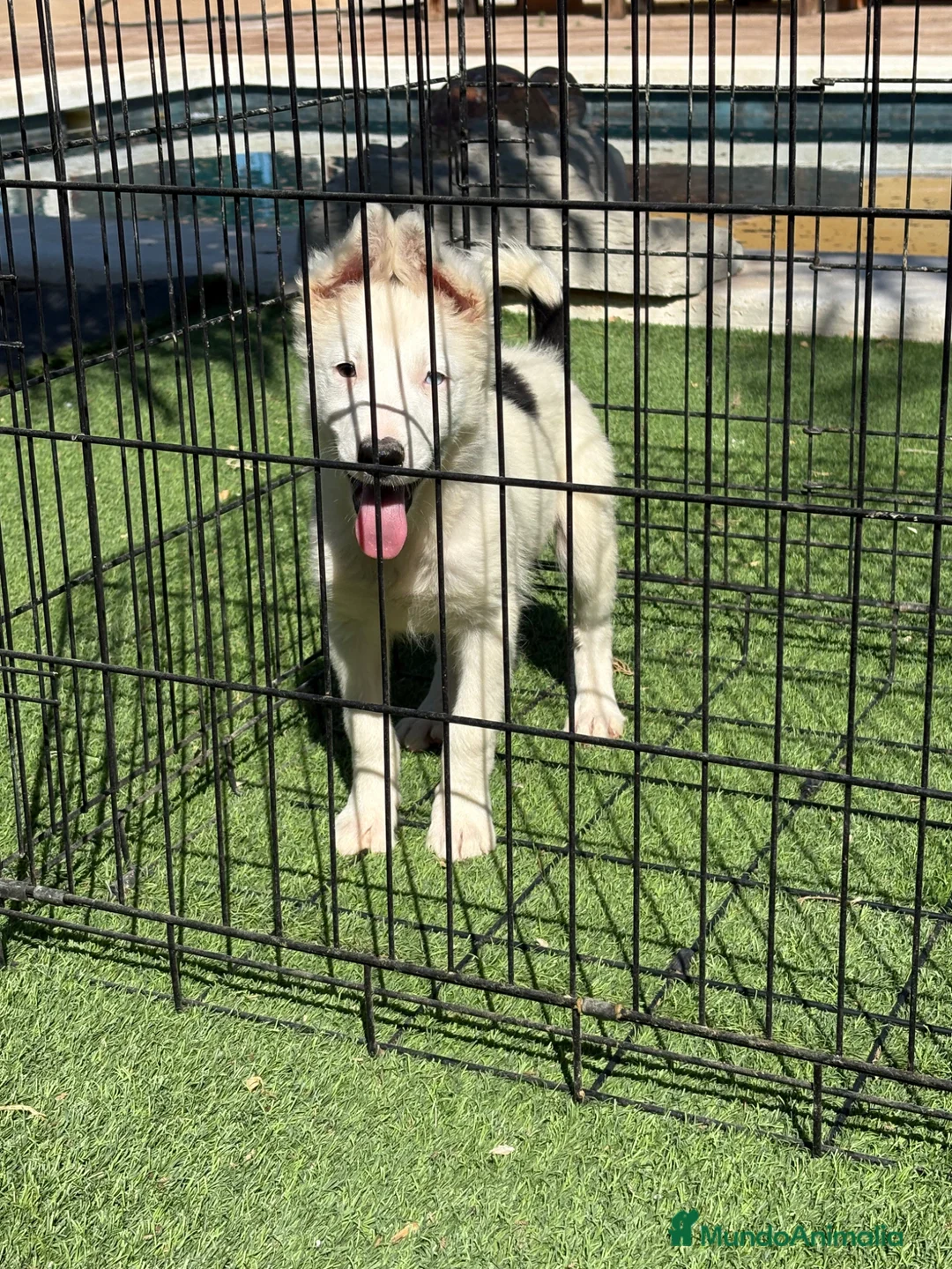 Border Collie perros en venta: Cachorro Border collie ojo azul  - Anuncio 8