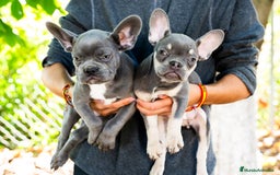 Bulldog Francés perros en venta: Cachorros de bulldog francés  - Imagen 1