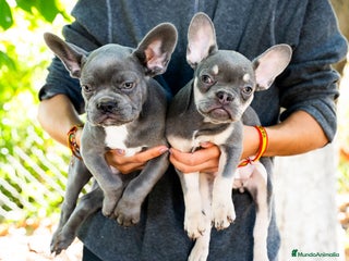 Bulldog Francés perros - Anuncio 6