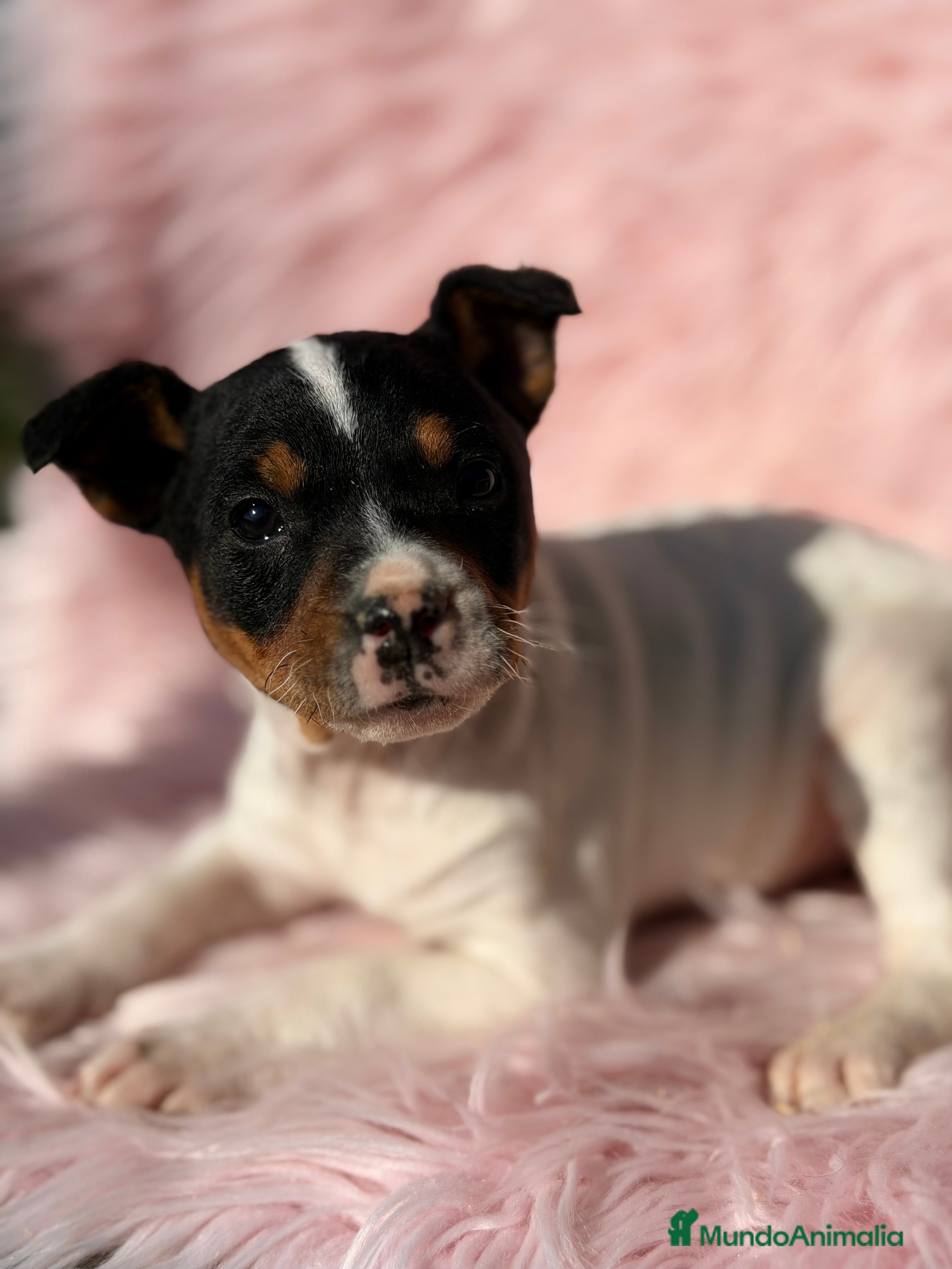 Ratonero Bodeguero Andaluz perros Bodeguero andaluz hembra  - Anuncio 5