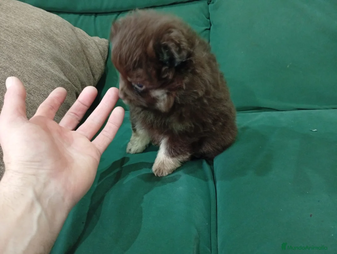 Chihuahua perros en venta: Pomerania macho línea rusa - Anuncio 2