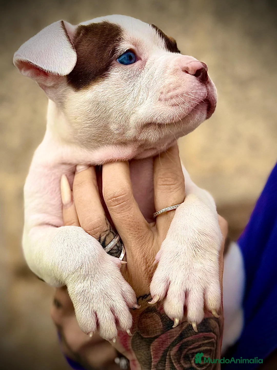 American Bully perros en venta: American Bully en Illes Balears - Anuncio 5