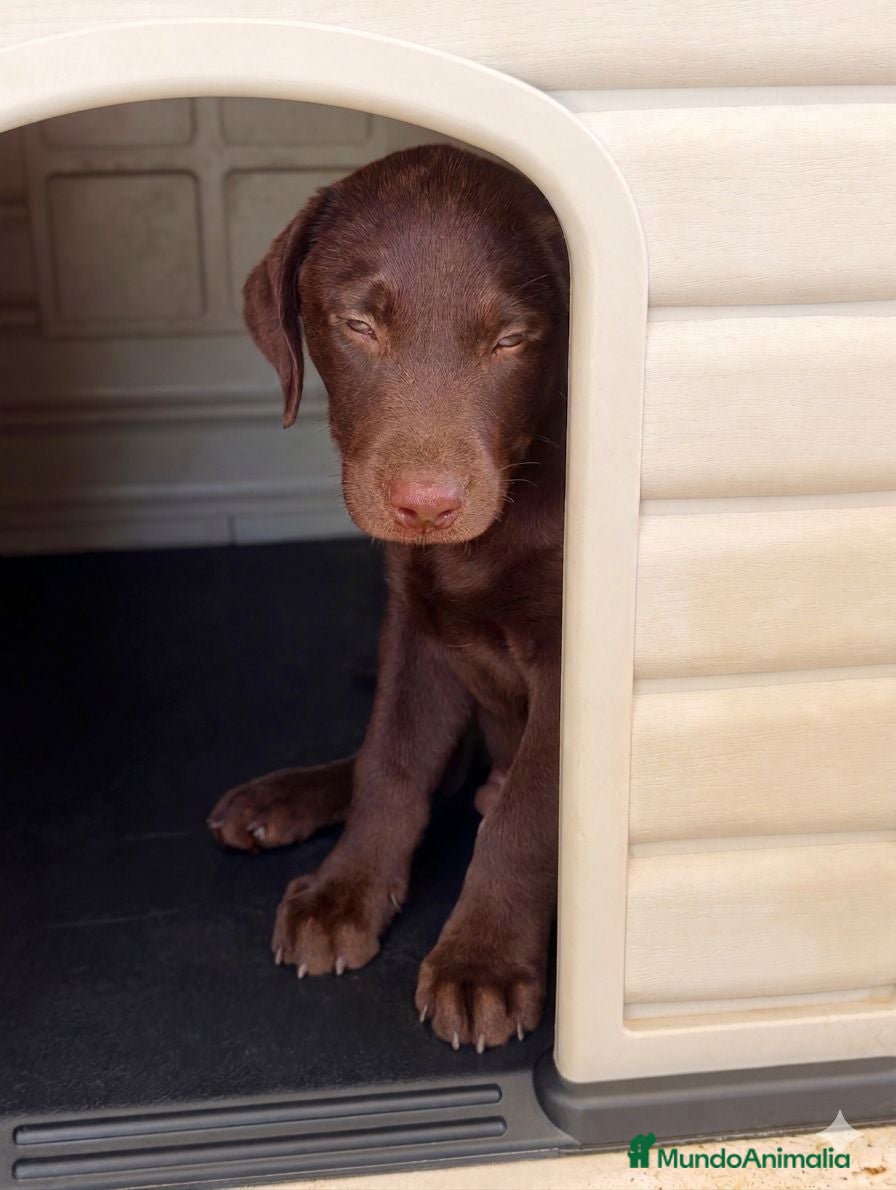 Labrador Retriever perros Labrador retriever chocolate  - Anuncio 2