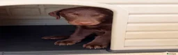 Labrador Retriever perros en venta: Labrador retriever chocolate  - Anuncio 1