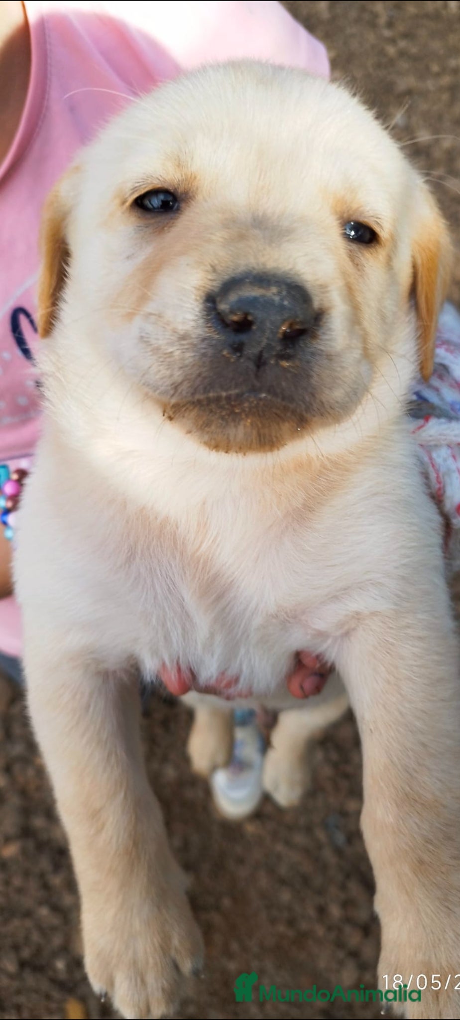 Labrador Retriever perros Labrador retriever dorado disponible  - Anuncio 1