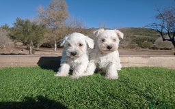 Schnauzer Miniatura perros en venta: Espectacular schnauzer mini blanca - Imagen 2