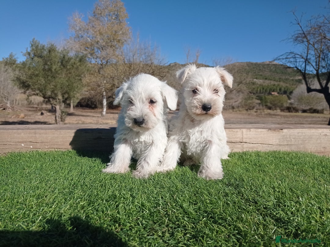 Schnauzer Miniatura perros en venta: Espectacular schnauzer mini blanca - Imagen 2