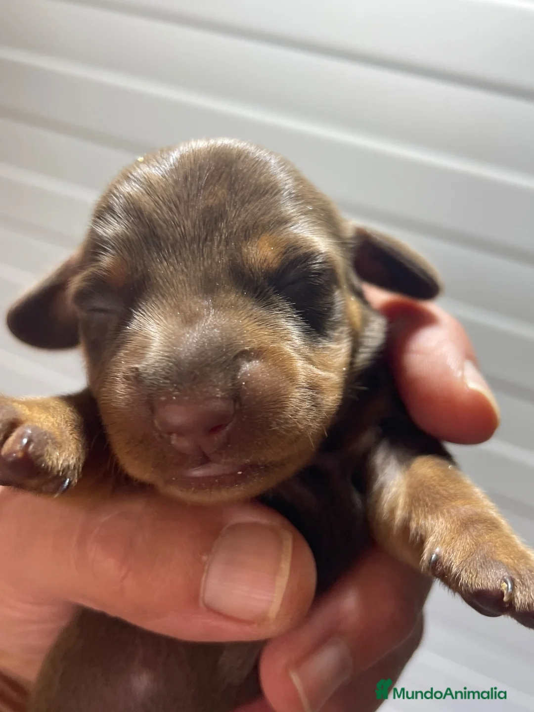 Teckel perros en venta: Cachorros Teckel miniatura Y kaninchen  - Anuncio 2