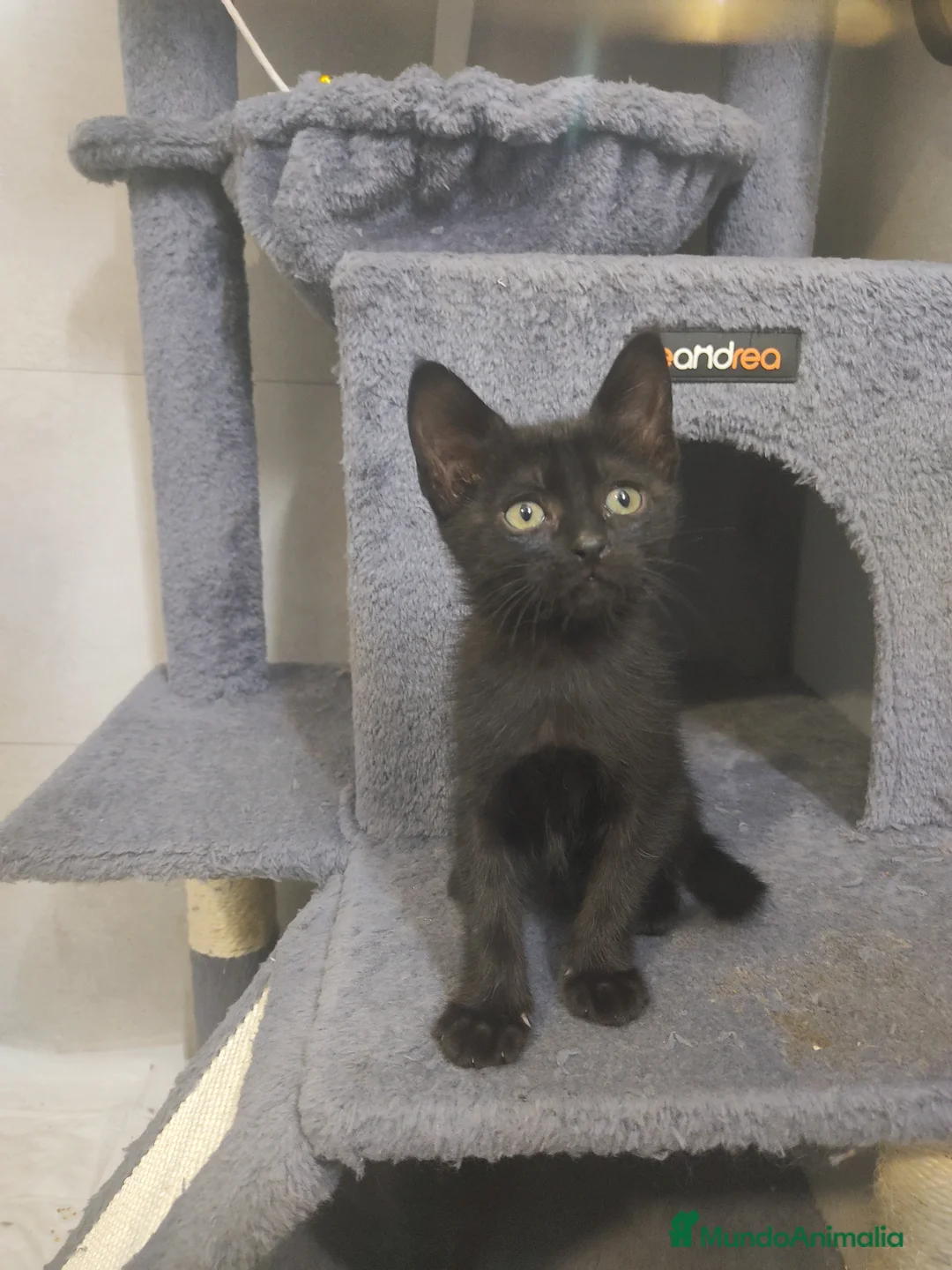 Raza Mixta gatos en venta: Gatitos raza mixta - Anuncio 1