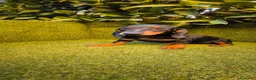 Teckel Miniatura perros en venta: teckel miniatura hembra negro fuego  - Anuncio 5