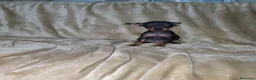 Pinscher Miniatura perros en venta: Pinscher miniatura negro fuego🐶🐾 - Anuncio 6