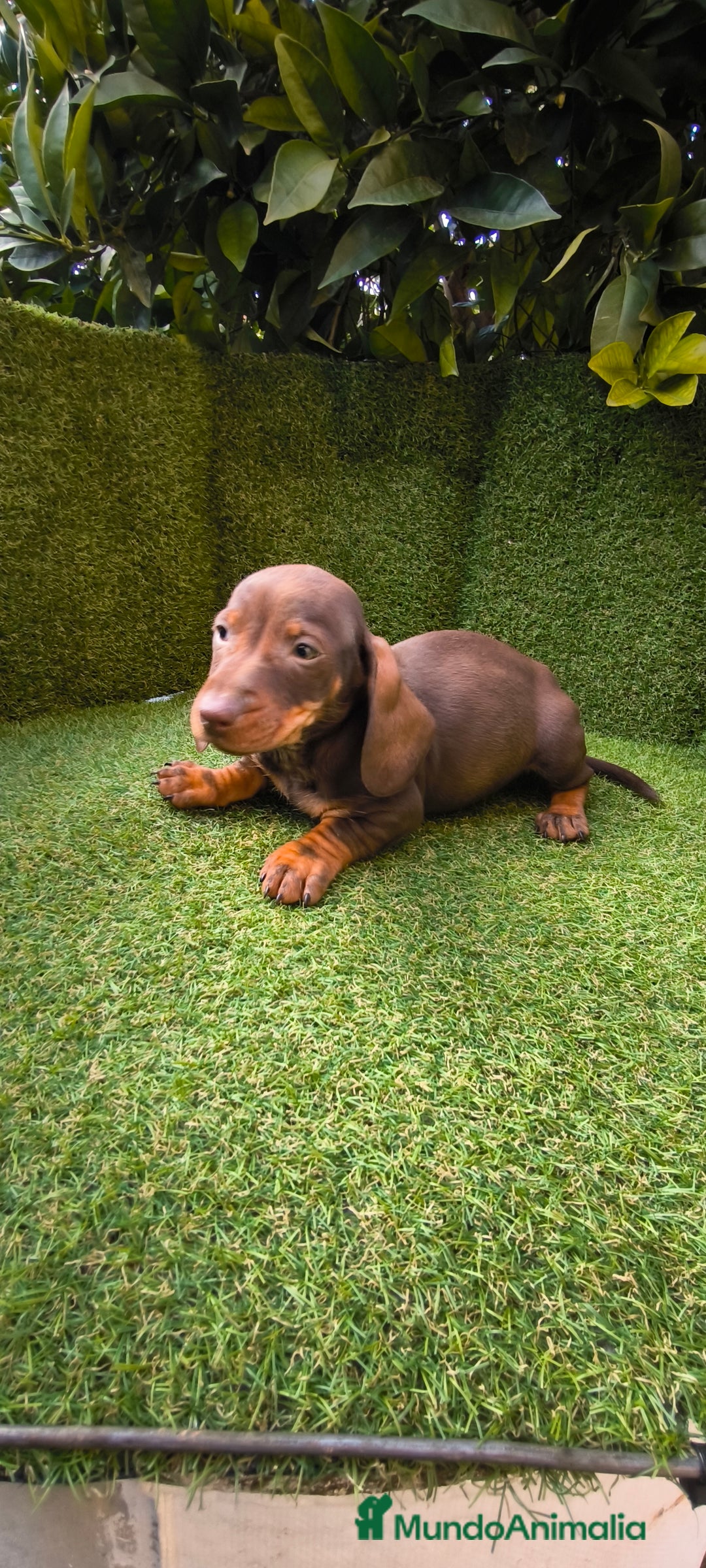 Teckel Miniatura perros en venta: camada de teckel miniatura varios colores  - Anuncio 15