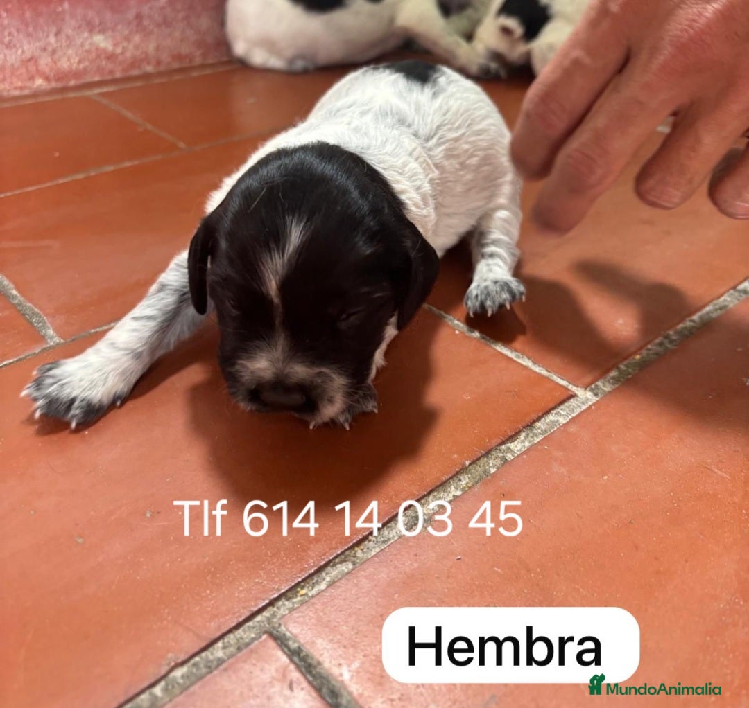 Épagneul Breton perros Impresionantes cachorros spaniel bretón  - Anuncio 1