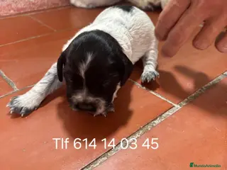 Épagneul Breton perros Impresionantes cachorros spaniel bretón - Anuncio 1