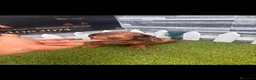 Teckel perros en venta: TECKEL ARLEQUIN CHOCOLATE - Anuncio 2