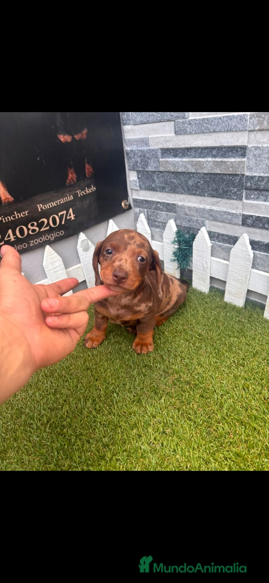 Teckel perros en venta: TECKEL ARLEQUIN CHOCOLATE - Anuncio 2