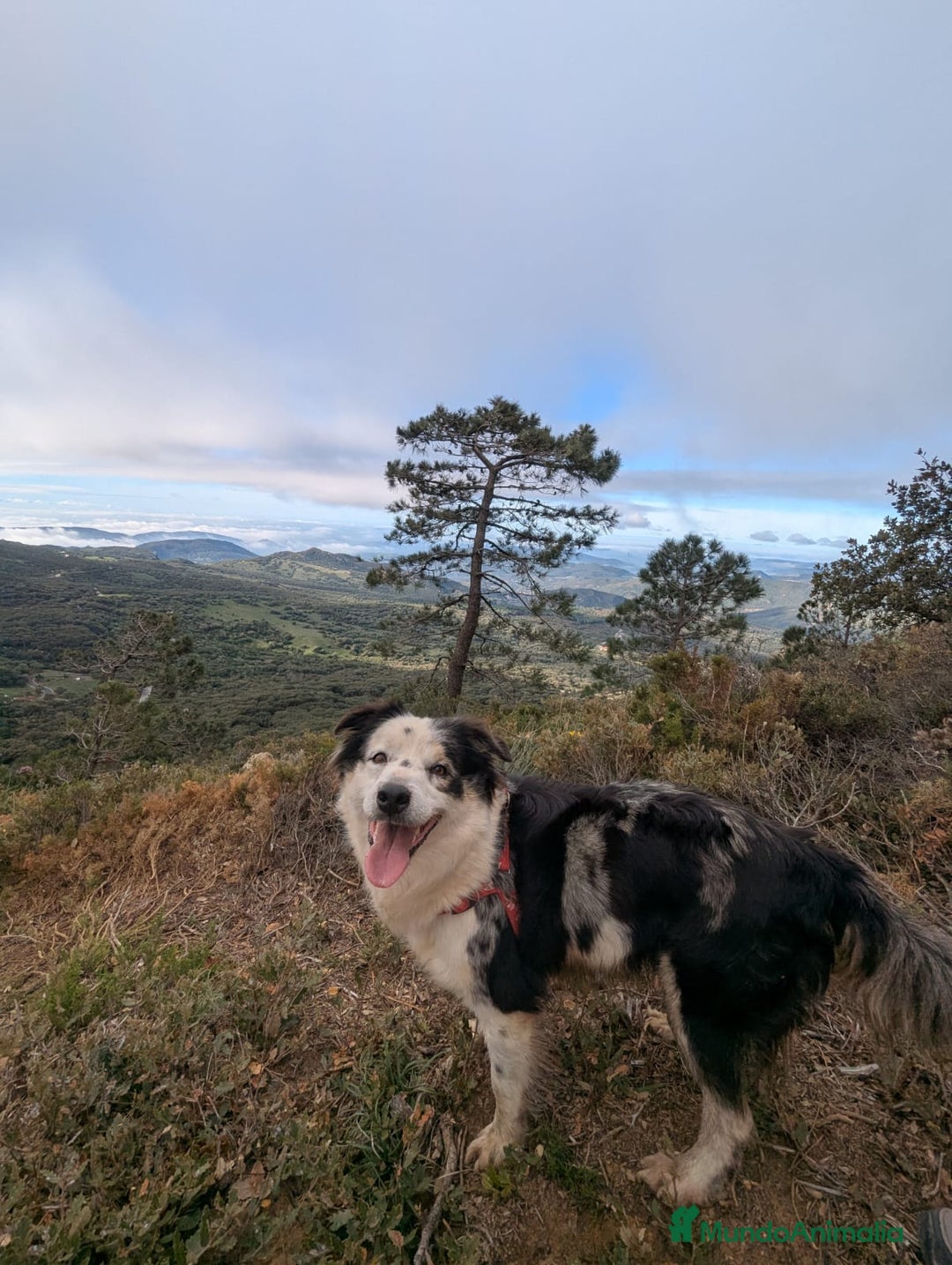 Border Collie perros en venta: Border collie  - Anuncio 10