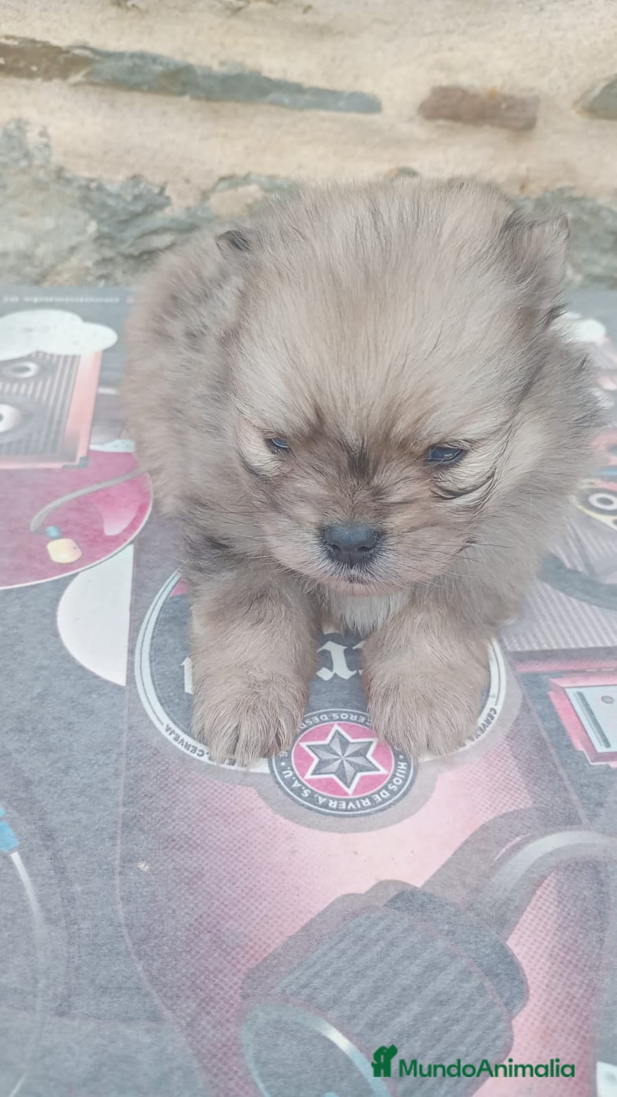 Pomerania perros Pomerania - Anuncio 6