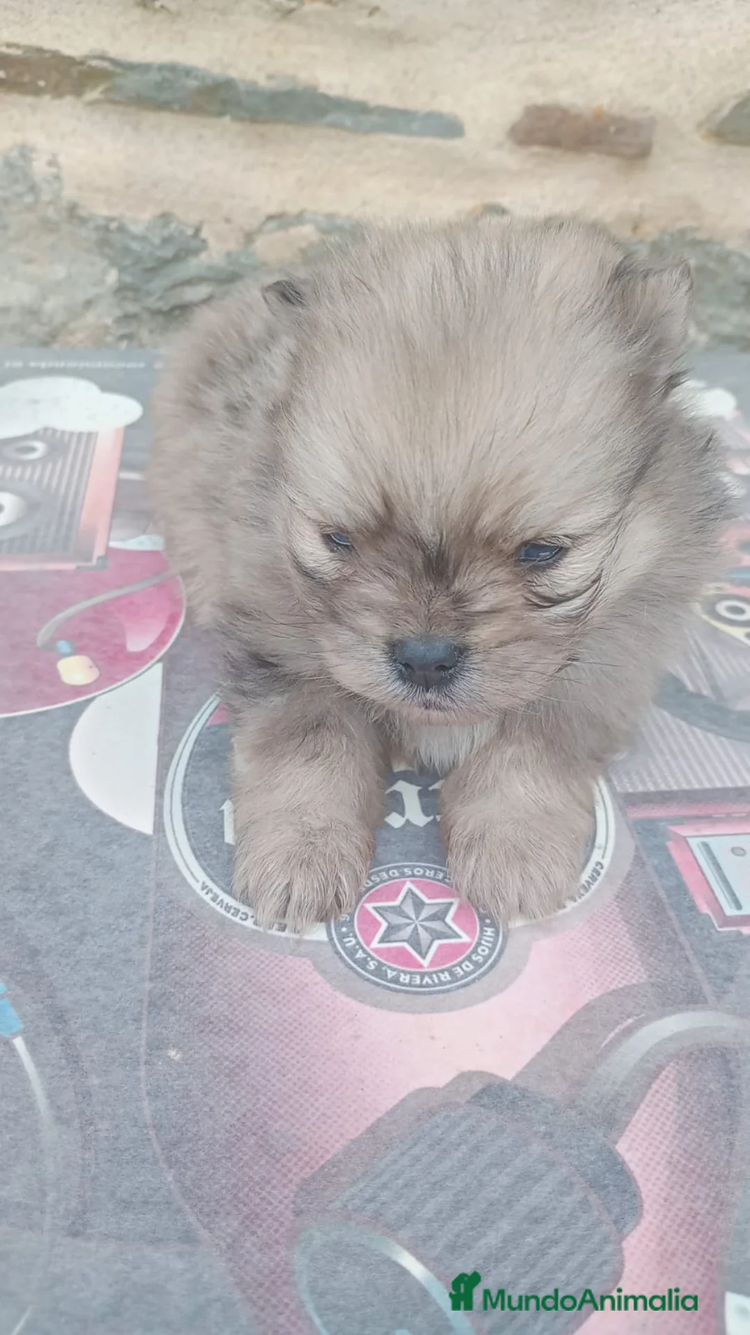 Pomerania perros en venta: Pomerania - Anuncio 1