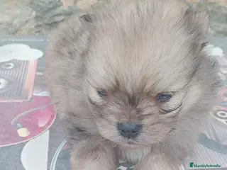 Pomerania perros Pomerania - Anuncio 6