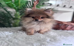 Pomerania perros en venta: POMERANIA HEMBRA MUY PEQUEÑITA - Imagen 6