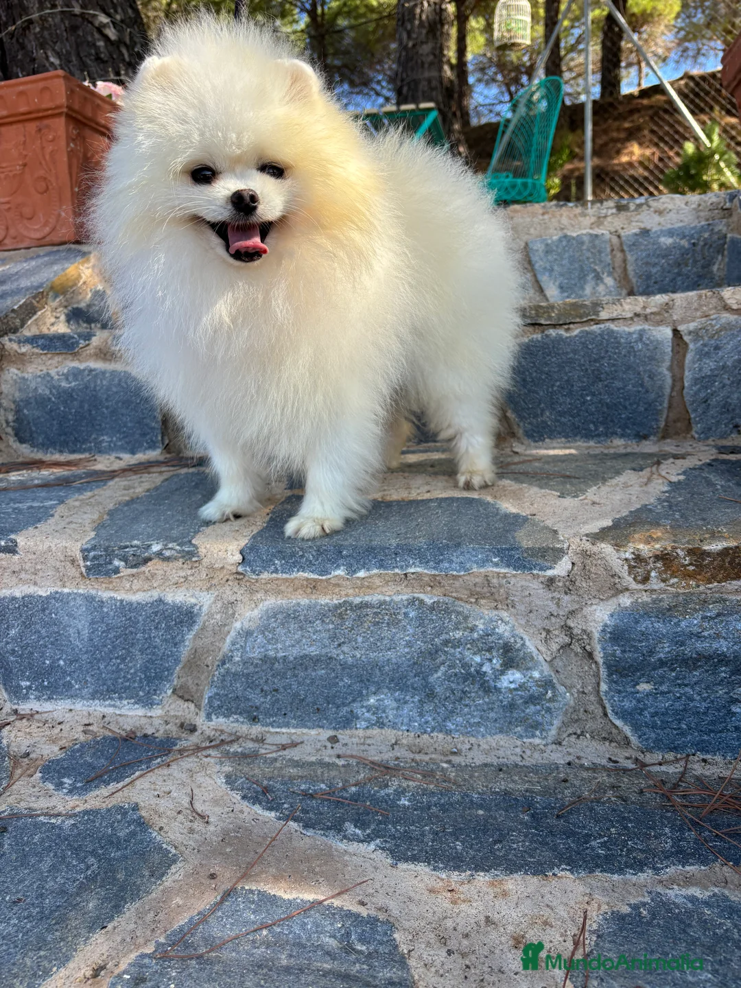 Pomerania perros en venta: Pomerania lulu de Pomerania Macho - Anuncio 7